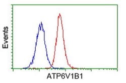 ATP6V1B1 Monoclonal Antibody (OTI2D2), TrueMAB , OriGene 100 &mu;L; Unconjugated:Antibodies,