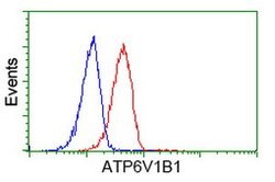 ATP6V1B1 Mouse anti-Human, Clone: OTI1H6, lyophilized, TrueMAB 100 &mu;g;