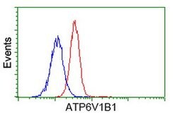 ATP6V1B1 Mouse anti-Human, Clone: OTI1H6, lyophilized, TrueMAB 100 &mu;g;