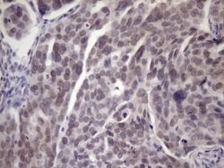 ATP6V1C2 Mouse anti-Human, Clone: OTI3E9, lyophilized, TrueMAB 100 &mu;g;
