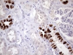 ATP6V1C2 Mouse anti-Human, Clone: OTI3E9, lyophilized, TrueMAB 100 &mu;g;