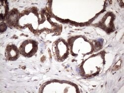 ATP6V1C2 Monoclonal Antibody (OTI8H4), TrueMAB , OriGene 100 &mu;L; Unconjugated:Antibodies,