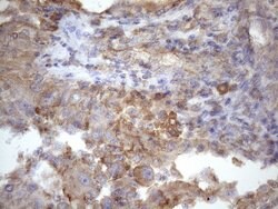 ATP6V1C2 Monoclonal Antibody (OTI8H4), TrueMAB , OriGene 100 &mu;L; Unconjugated:Antibodies,
