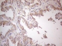 ATP6V1C2 Mouse anti-Human, Clone: OTI2H3, lyophilized, TrueMAB 100 &mu;g;