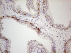 ATP6V1C2 Mouse anti-Human, Clone: OTI2H3, lyophilized, TrueMAB 100 &mu;g;