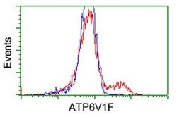 ATP6V1F Mouse anti-Human, Clone: OTI1B8, liquid, TrueMAB 100 &mu;L; Unconjugated:Antibodies,