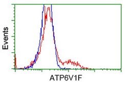 ATP6V1F Mouse anti-Canine, Human, Rat, Clone: OTI6C11, lyophilized, TrueMAB