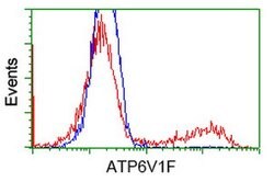 ATP6V1F Mouse anti-Canine, Human, Rat, Clone: OTI5F10, lyophilized, TrueMAB