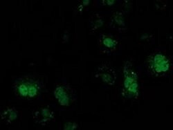 ATP6V1F Mouse anti-Human, Clone: OTI1B8, liquid, TrueMAB 100 &mu;L; Unconjugated:Antibodies,