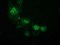 ATP6V1F Mouse anti-Canine, Human, Rat, Clone: OTI5F10, lyophilized, TrueMAB