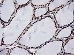 ATP6V1F Mouse anti-Human, Clone: OTI1B8, liquid, TrueMAB 100 &mu;L; Unconjugated:Antibodies,