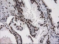 ATP6V1F Mouse anti-Human, Clone: OTI1B8, liquid, TrueMAB 100 &mu;L; Unconjugated:Antibodies,