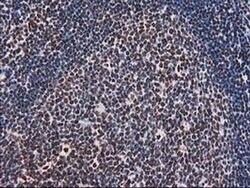 ATP6V1F Mouse anti-Human, Clone: OTI1B8, liquid, TrueMAB 100 &mu;L; Unconjugated:Antibodies,