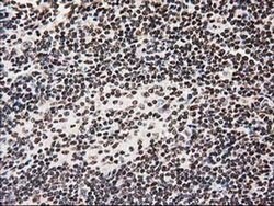 ATP6V1F Mouse anti-Human, Clone: OTI1B8, liquid, TrueMAB 100 &mu;L; Unconjugated:Antibodies,