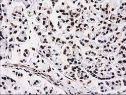 ATP6V1F Mouse anti-Human, Clone: OTI1B8, liquid, TrueMAB 100 &mu;L; Unconjugated:Antibodies,