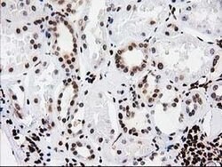 ATP6V1F Mouse anti-Human, Clone: OTI1B8, liquid, TrueMAB 100 &mu;L; Unconjugated:Antibodies,