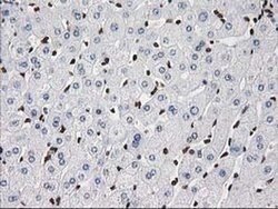 ATP6V1F Mouse anti-Human, Clone: OTI1B8, liquid, TrueMAB 100 &mu;L; Unconjugated:Antibodies,