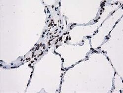 ATP6V1F Mouse anti-Human, Clone: OTI1B8, liquid, TrueMAB 100 &mu;L; Unconjugated:Antibodies,