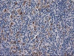 ATP6V1F Mouse anti-Canine, Human, Rat, Clone: OTI5F10, lyophilized, TrueMAB