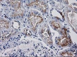 ATP6V1F Mouse anti-Canine, Human, Rat, Clone: OTI5F10, lyophilized, TrueMAB