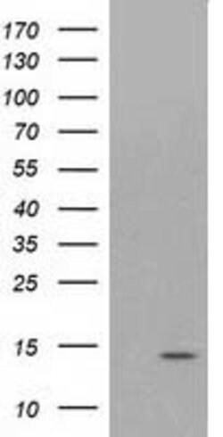 ATP6V1F Mouse anti-Canine, Human, Rat, Clone: OTI6C11, lyophilized, TrueMAB