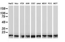 ATP6V1F Mouse anti-Canine, Human, Rat, Clone: OTI6C11, lyophilized, TrueMAB
