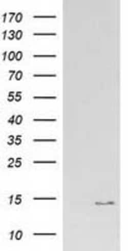 ATP6V1F Mouse anti-Canine, Human, Rat, Clone: OTI5F10, lyophilized, TrueMAB