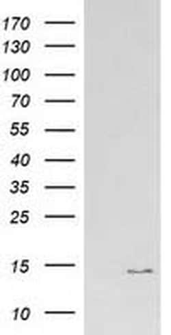 ATP6V1F Mouse anti-Canine, Human, Rat, Clone: OTI5F10, liquid, TrueMAB