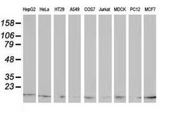 ATP6V1F Mouse anti-Canine, Human, Rat, Clone: OTI5F10, lyophilized, TrueMAB