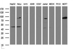 ATRIP Monoclonal Antibody (OTI1G6), TrueMAB , OriGene 100 &mu;L; Unconjugated:Antibodies,
