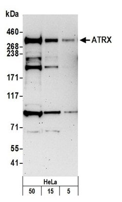 ATRX Rabbit anti-Human, Polyclonal, Bethyl Laboratories 100 &mu;L; Unconjugated:Antibodies,