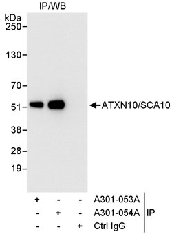 ATXN10/SCA10 Rabbit anti-Human, Polyclonal, Bethyl Laboratories 100 &mu;L;