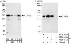 ATXN2L Rabbit anti-Human, Polyclonal, Bethyl Laboratories 100 &mu;L; Unconjugated:Antibodies,