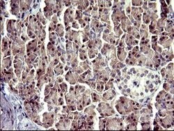 ATXN7L1 Monoclonal Antibody (OTI4F6), TrueMAB , OriGene 30 &mu;L; Unconjugated:Antibodies,