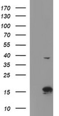 ATXN7L1 Monoclonal Antibody (OTI4F6), TrueMAB , OriGene 30 &mu;L; Unconjugated:Antibodies,