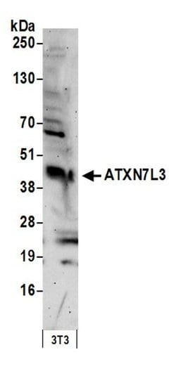 ATXN7L3 Rabbit anti-Human, Polyclonal, Bethyl Laboratories 100 &mu;L; Unconjugated:Antibodies,