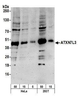 ATXN7L3 Rabbit anti-Human, Polyclonal, Bethyl Laboratories 100 &mu;L; Unconjugated:Antibodies,
