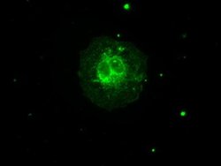 AURKC Mouse anti-Human, Clone: OTI10A7, liquid, TrueMAB 100 &mu;L; Unconjugated:Antibodies,