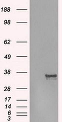 AURKC Mouse anti-Human, Clone: OTI4F7, liquid, TrueMAB 100 &mu;L; Unconjugated:Antibodies,