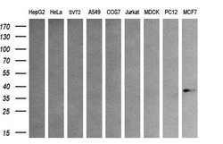 AURKC Mouse anti-Human, Clone: OTI4F7, liquid, TrueMAB 100 &mu;L; Unconjugated:Antibodies,