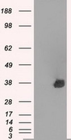 AURKC Mouse anti-Human, Clone: OTI10A7, liquid, TrueMAB 100 &mu;L; Unconjugated:Antibodies,