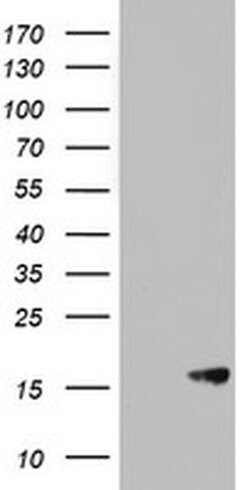 AVPI1 Monoclonal Antibody (OTI6C5), TrueMAB , OriGene 30 &mu;L; Unconjugated:Antibodies,