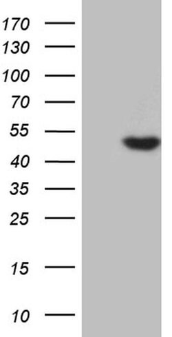 AZIN1 Monoclonal Antibody (OTI1G8), TrueMAB , OriGene 100 &mu;L; Unconjugated:Antibodies,