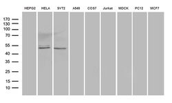 AZIN1 Monoclonal Antibody (OTI5C7), TrueMAB , OriGene:Antibodies:Primary