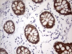 Acidic Cytokeratin Rat anti-Human, Clone: OTI8F5, liquid, TrueMAB 100 &mu;L;
