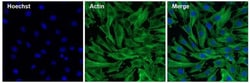 Invitrogen Actin Monoclonal Antibody (mAbGEa) 100 &mu;L; Unconjugated:Antibodies,
