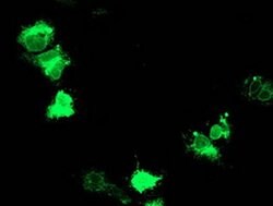Adiponectin Monoclonal Antibody (OTI7B11), TrueMAB , OriGene 100 &mu;L;