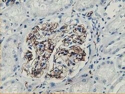 Adiponectin Mouse anti-Human, Clone: OTI1B2, liquid, TrueMAB 100 &mu;L;