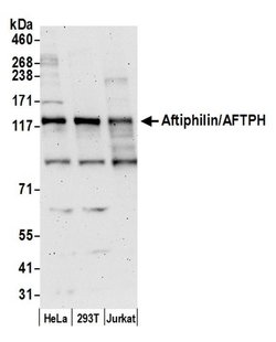 Aftiphilin/AFTPH Polyclonal Antibody, Bethyl Laboratories 20 &mu;L; Unconjugated:Antibodies,
