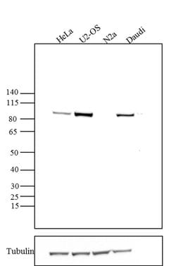 Invitrogen AGO2 Monoclonal Antibody (AGO2 11A9), eBioscience 100 &mu;g;